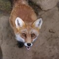 fox_village_2016_4794
