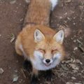fox_village_2016_4796