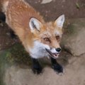 fox_village_2016_4797