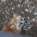 fox_village_2016_4799