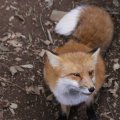 fox_village_2016_4800
