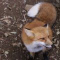 fox_village_2016_4801