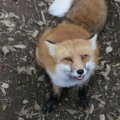 fox_village_2016_4802