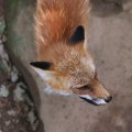 fox_village_2016_4805