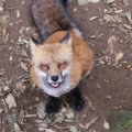 fox_village_2016_4806