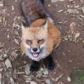 fox_village_2016_4807