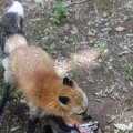 fox_village_2016_4811