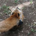 fox_village_2016_4812