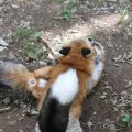 fox_village_2016_4813