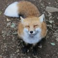 fox_village_2016_4815