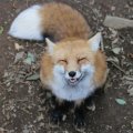 fox_village_2016_4816