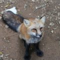 fox_village_2016_4817