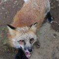 fox_village_2016_4818