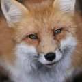 fox_village_2016_4819
