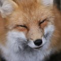 fox_village_2016_4820