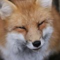 fox_village_2016_4821