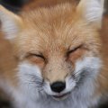 fox_village_2016_4822