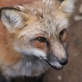fox_village_2016_4823