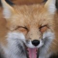 fox_village_2016_4824