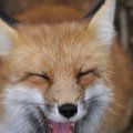 fox_village_2016_4825