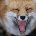 fox_village_2016_4826