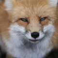 fox_village_2016_4827