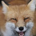 fox_village_2016_4828