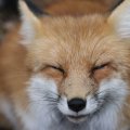 fox_village_2016_4830