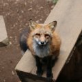 fox_village_2016_4831
