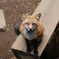 fox_village_2016_4832