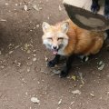 fox_village_2016_4833