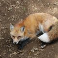 fox_village_2016_4836