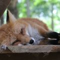 fox_village_2016_4839