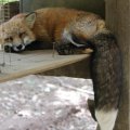 fox_village_2016_4844