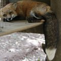 fox_village_2016_4845