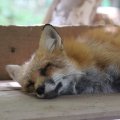 fox_village_2016_4846