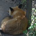 cosley_foxes_2008_5137