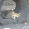 cosley_foxes_2008_5142