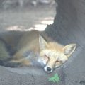 cosley_foxes_2008_5146