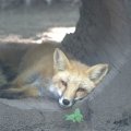 cosley_foxes_2008_5152