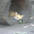 cosley_foxes_2008_5157