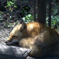 cosley_foxes_2008_5162