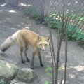 cosley_foxes_2008_5166