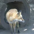 cosley_foxes_2008_5176