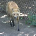 cosley_foxes_2008_5177