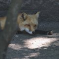 cosley_foxes_2008_5180