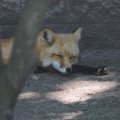 cosley_foxes_2008_5182