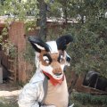 sfsonora_4815