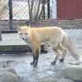 cosley_zoo_dec_2007_4472
