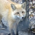 cosley_zoo_dec_2007_4497